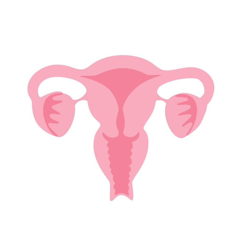 Image représentant le système reproductif d'une femme souhaitant avoir un enfant après une ligature des trompes