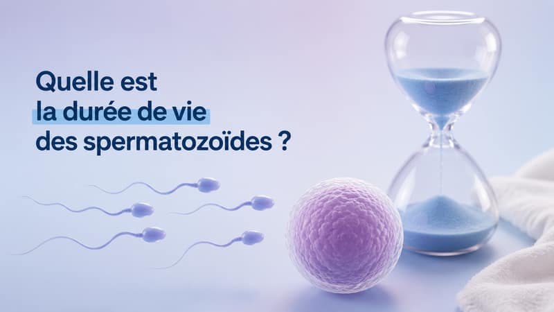 Spermatozoïdes, ovule et sablier illustrant la durée de vie des spermatozoïdes