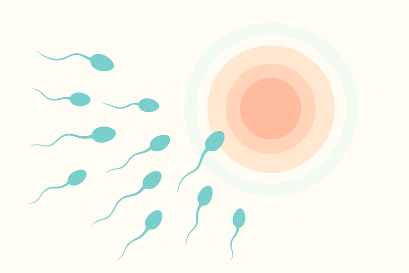 illustration de la fécondation, une étape clé pour faire un enfant