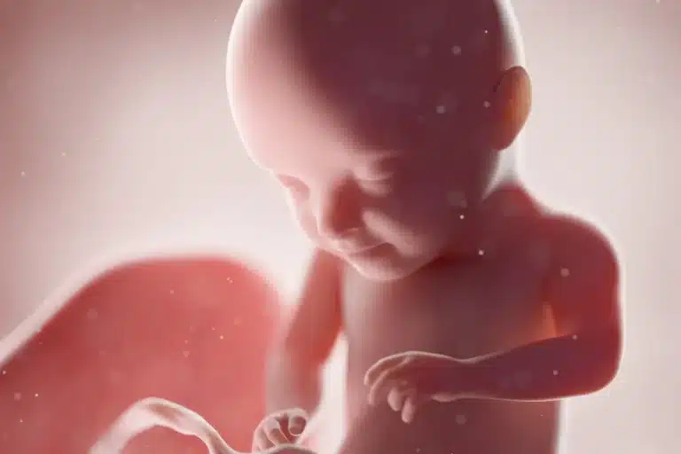 Modèle 3D fœtus représentation développement bébé in utero illustration grossesse suivi médical