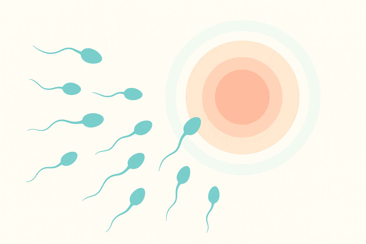 Illustration-de-la-fecondation-humaine-spermatozoides-nageant-vers-lovule
